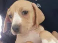 Filhote Fêmea 2 mese