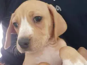 Cachorro raça SRD idade 2 a 6 meses nome Filhote Fêmea 2 mese