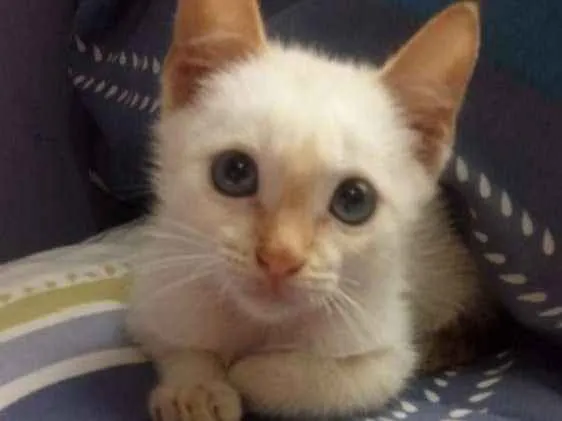 Gato ra a Mestiço idade 2 a 6 meses nome Serelepe