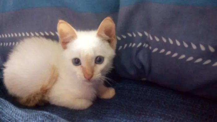 Gato ra a Mestiço idade 2 a 6 meses nome Serelepe