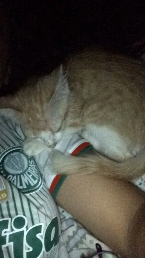 Gato ra a  idade Abaixo de 2 meses nome milla 