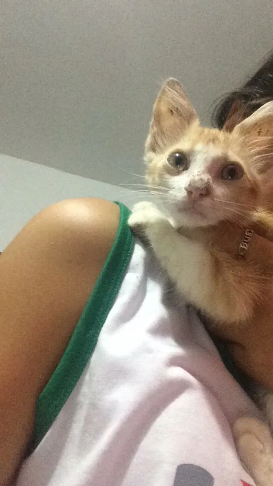 Gato ra a  idade Abaixo de 2 meses nome milla 