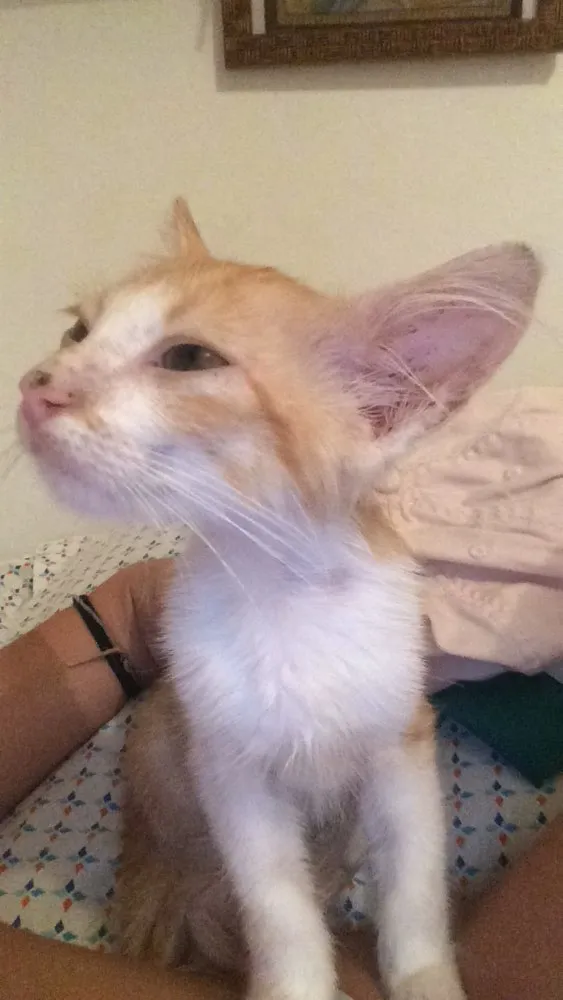 Gato ra a  idade Abaixo de 2 meses nome milla 