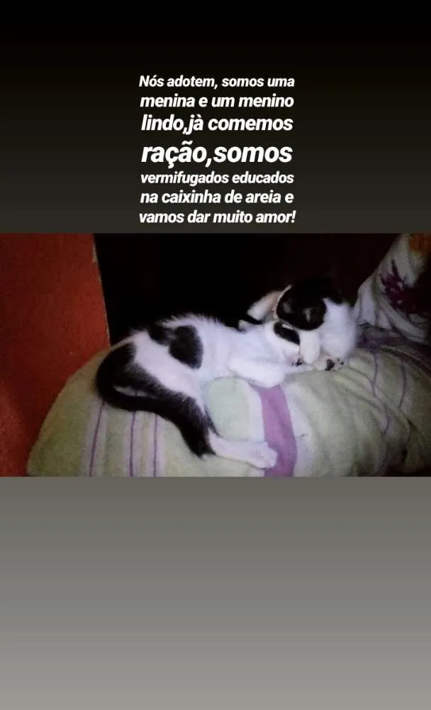 Gato ra a Vira lata idade 2 a 6 meses nome Gêmeos