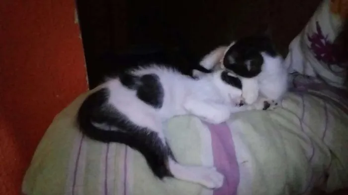 Gato ra a Vira lata idade 2 a 6 meses nome Gêmeos