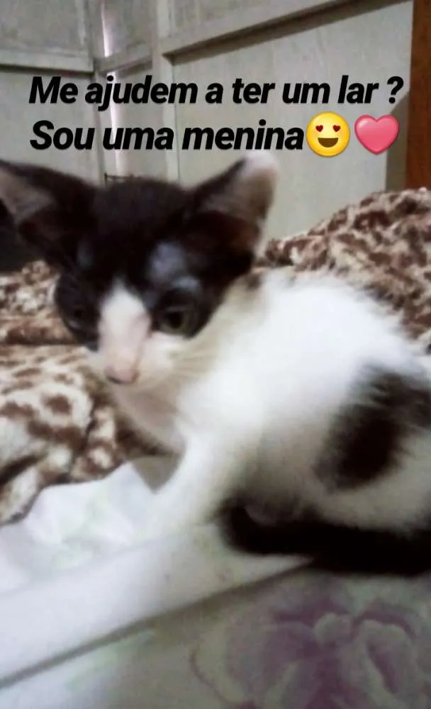 Gato ra a Vira lata idade 2 a 6 meses nome Gêmeos