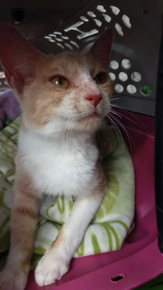 Gato raça SRD idade 7 a 11 meses nome Khan