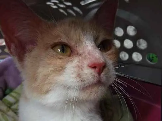 Gato raça SRD idade 7 a 11 meses nome Khan