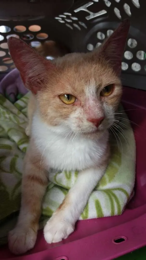 Gato raça SRD idade 7 a 11 meses nome Khan