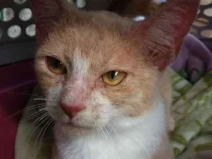 Gato raça SRD idade 7 a 11 meses nome Khan