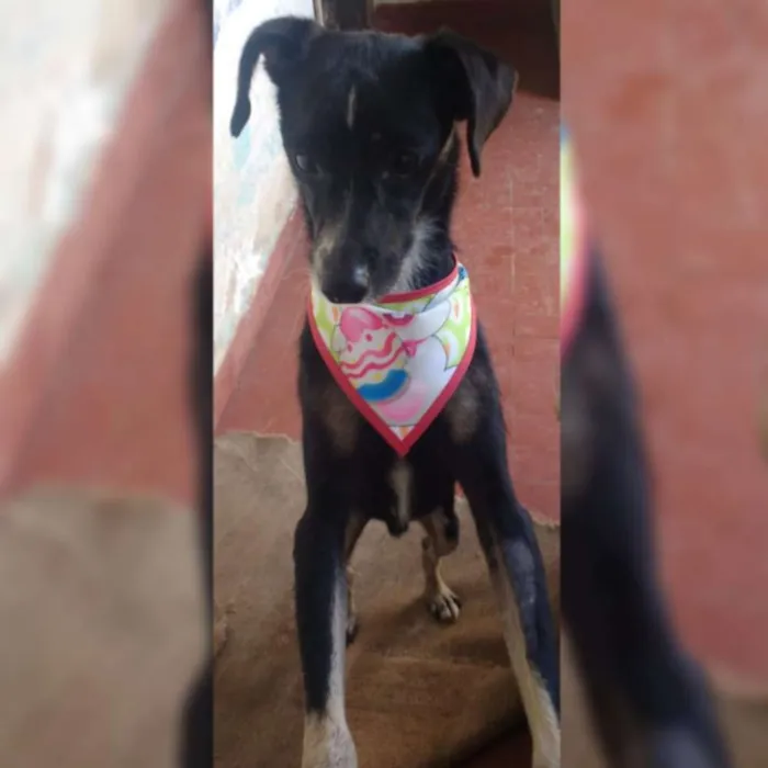 Cachorro raça SRD idade 1 ano nome NINO