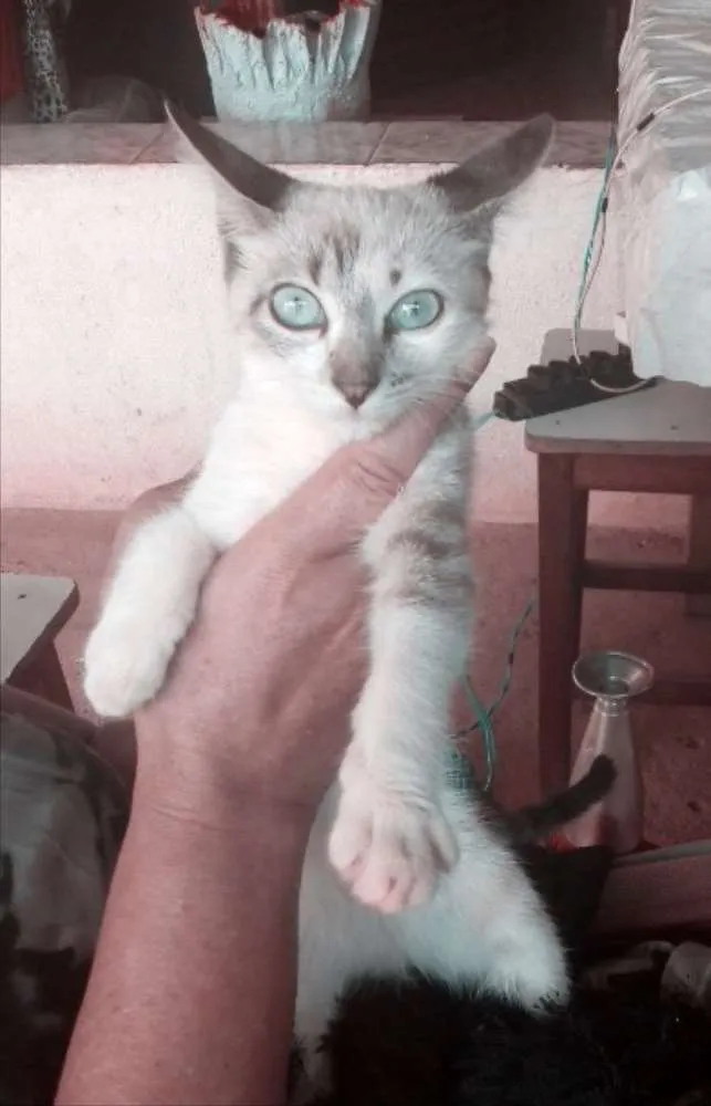 Gato ra a SRD idade 2 a 6 meses nome Akira 