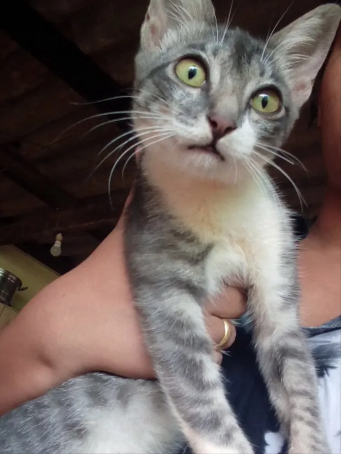 Gato ra a SRD idade 2 a 6 meses nome Abel 