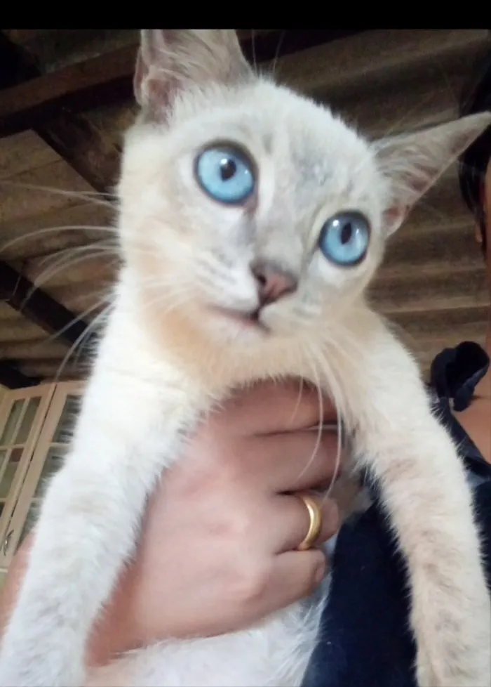 Gato ra a SRD idade 2 a 6 meses nome Dante 