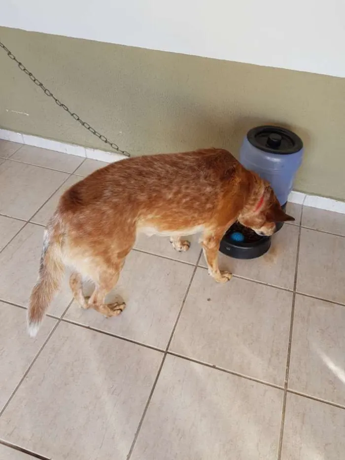 Cachorro ra a Indefinida idade 5 anos nome Lili