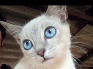 Gato raça SRD idade 2 a 6 meses nome Dante 