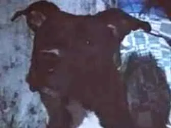 Cachorro ra a Pit bull idade 2 a 6 meses nome Ragazy