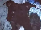 Cachorro raça Pit bull idade 2 a 6 meses nome Ragazy