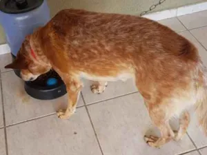 Cachorro raça Indefinida idade 5 anos nome Lili