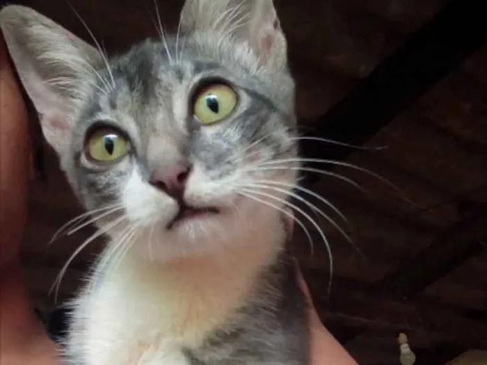 Gato ra a SRD idade 2 a 6 meses nome Abel 