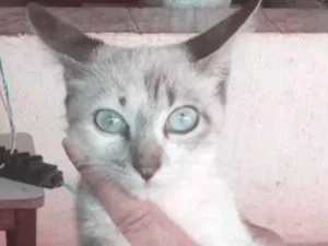 Gato raça SRD idade 2 a 6 meses nome Akira 