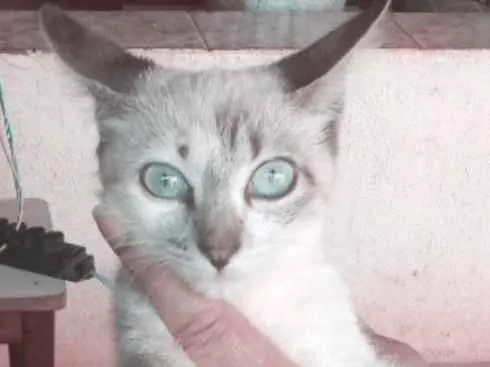 Gato ra a SRD idade 2 a 6 meses nome Akira 