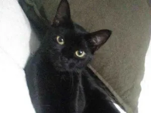 Gato raça SRD idade 2 anos nome Mushu