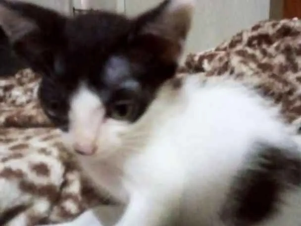 Gato ra a Vira lata idade 2 a 6 meses nome Gêmeos