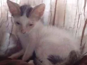 Gato raça Vira lata idade 2 a 6 meses nome Jô e os Gêmeos