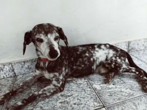 Cachorro raça  idade 6 ou mais anos nome Me dê um nome!