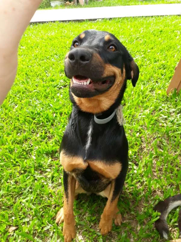 Cachorro ra a SRD idade 7 a 11 meses nome MEG