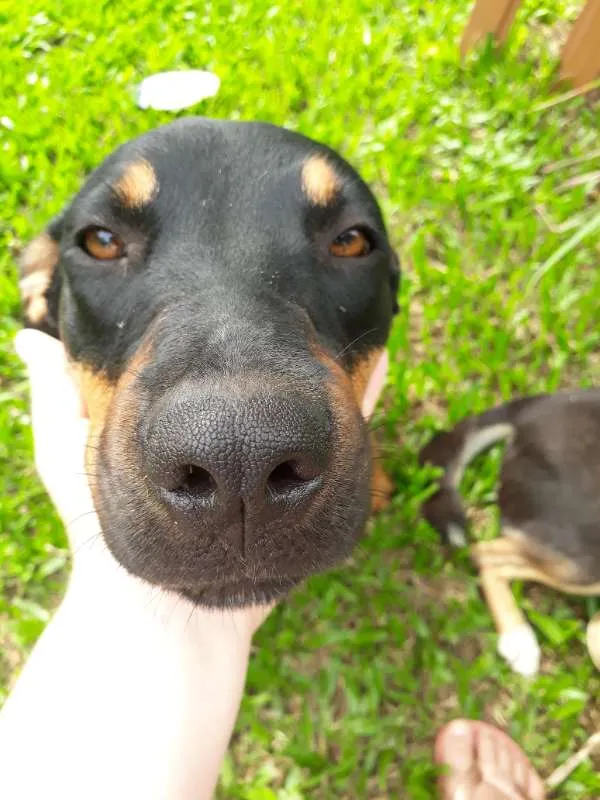 Cachorro ra a SRD idade 7 a 11 meses nome MEG