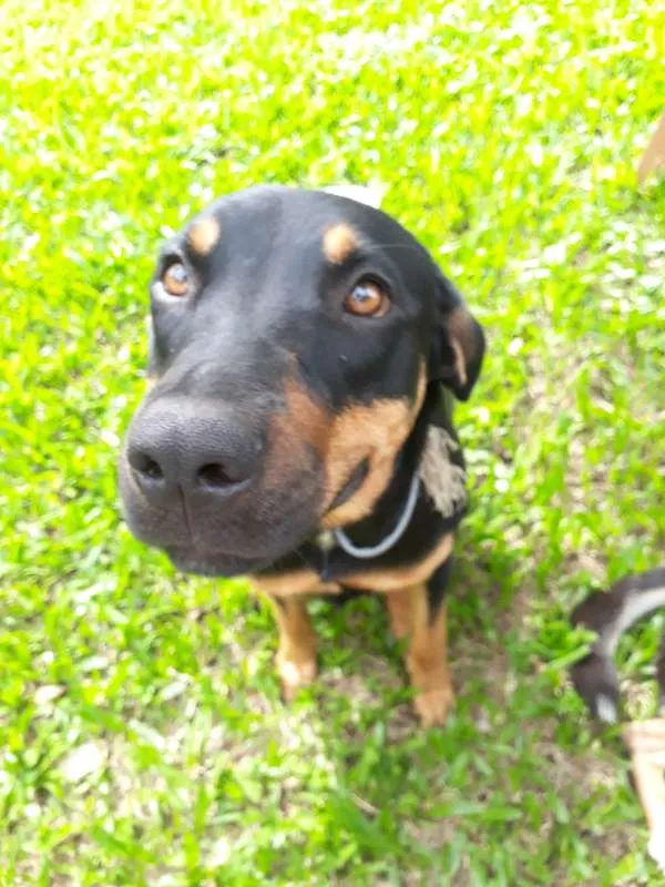 Cachorro ra a SRD idade 7 a 11 meses nome MEG