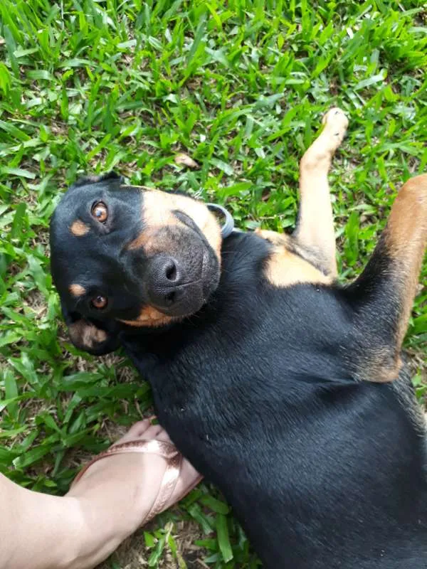Cachorro ra a SRD idade 7 a 11 meses nome MEG