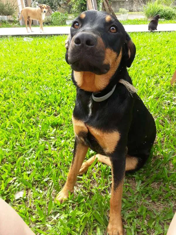 Cachorro ra a SRD idade 7 a 11 meses nome MEG