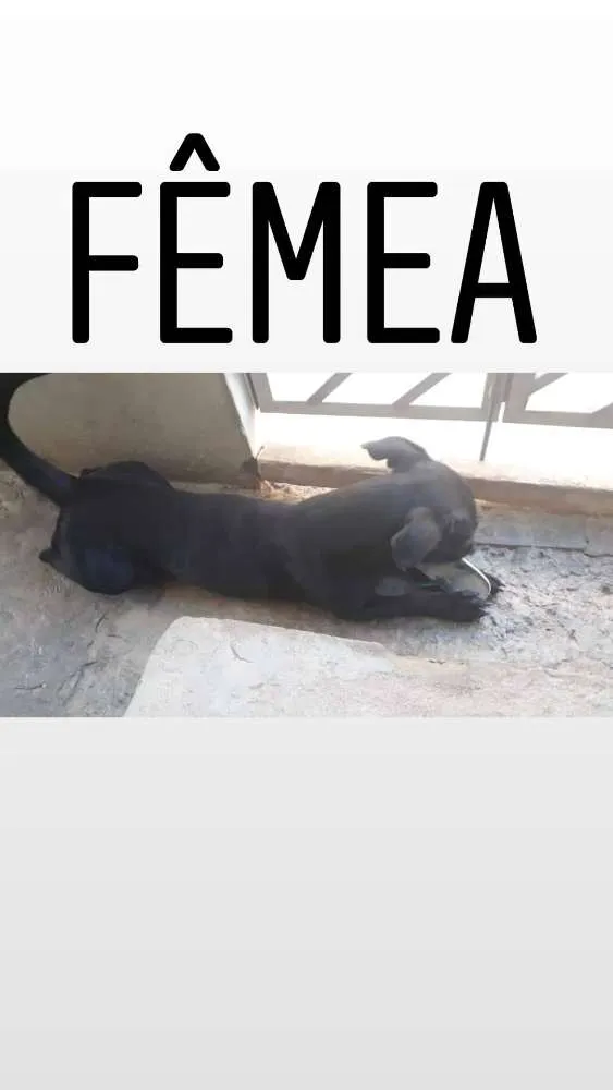 Cachorro raça Vira Lata idade 2 anos nome Ariel