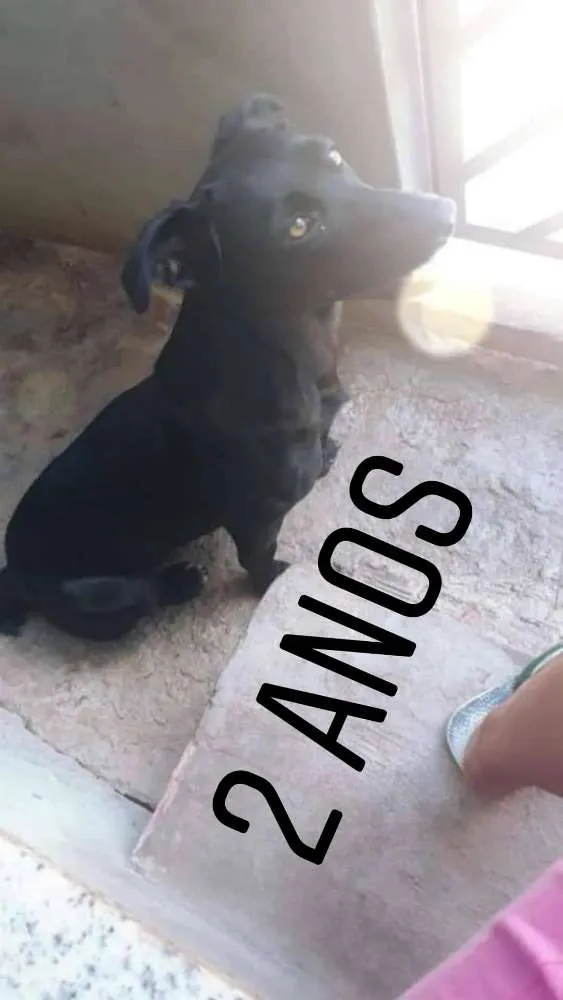 Cachorro raça Vira Lata idade 2 anos nome Ariel
