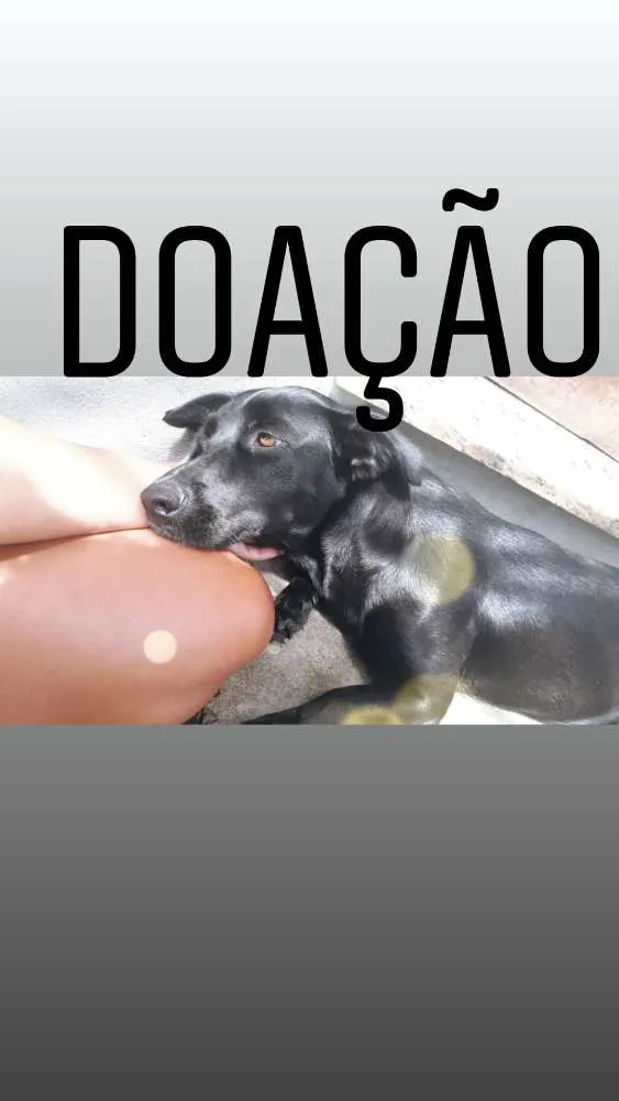 Cachorro raça Vira Lata idade 2 anos nome Ariel