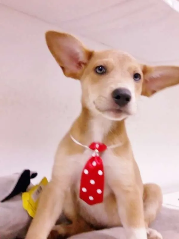 Cachorro ra a srd idade 2 a 6 meses nome Pepito 