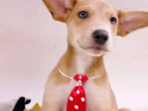 Cachorro ra a srd idade 2 a 6 meses nome Pepito 