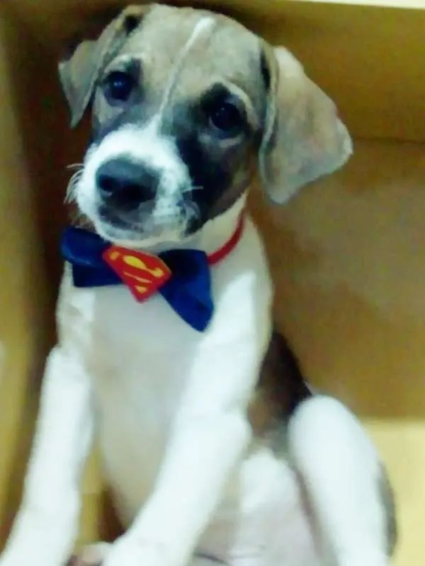 Cachorro ra a srd idade 2 a 6 meses nome Beethoven