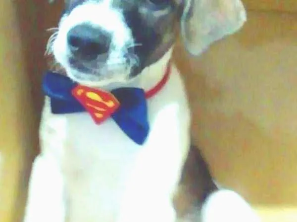 Cachorro ra a srd idade 2 a 6 meses nome Beethoven