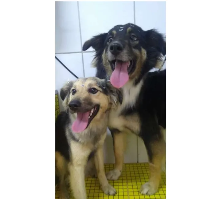 Cachorro ra a SRD idade 1 ano nome LULY E MANDY