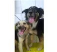 LULY E MANDY
