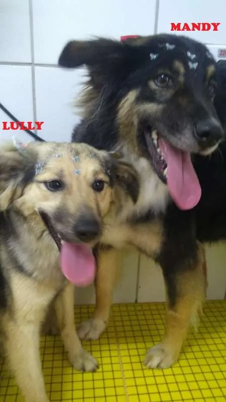Cachorro ra a SRD idade 1 ano nome LULY E MANDY