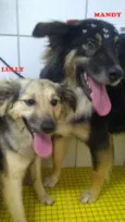 LULY E MANDY