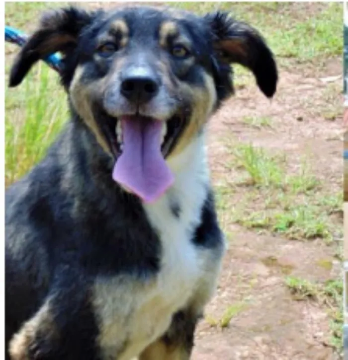 Cachorro ra a SRD idade 1 ano nome LULY E MANDY