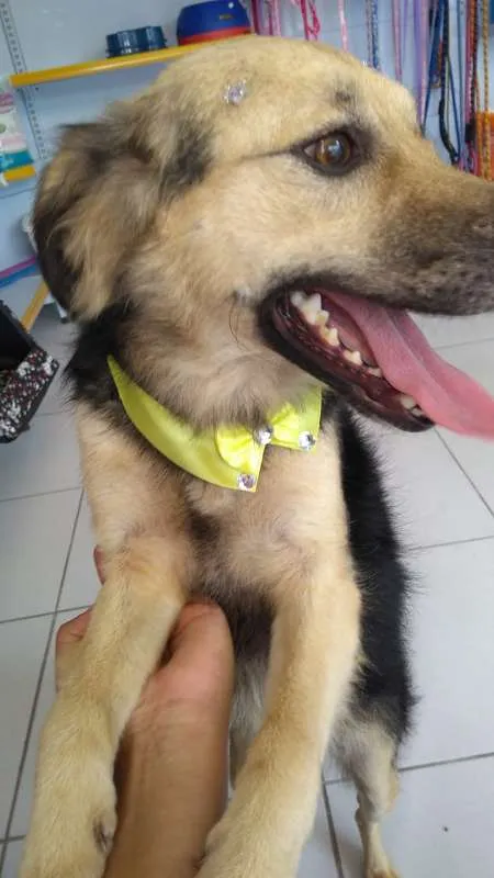 Cachorro ra a SRD idade 1 ano nome LULY E MANDY