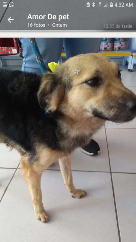 Cachorro ra a SRD idade 1 ano nome LULY E MANDY