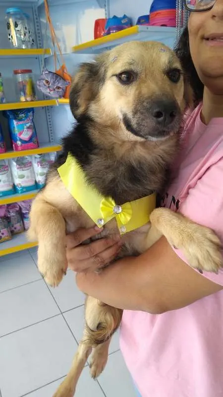 Cachorro ra a SRD idade 1 ano nome LULY E MANDY